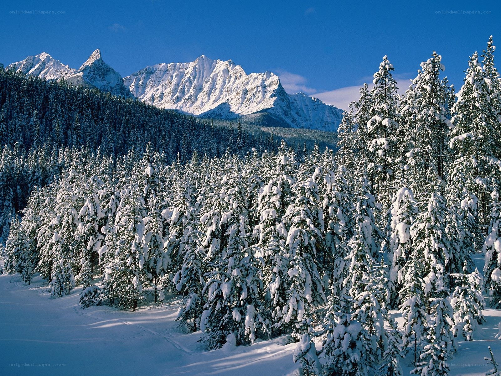 Snowy forest with mountains
