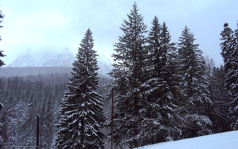 Snowy forest with mountains