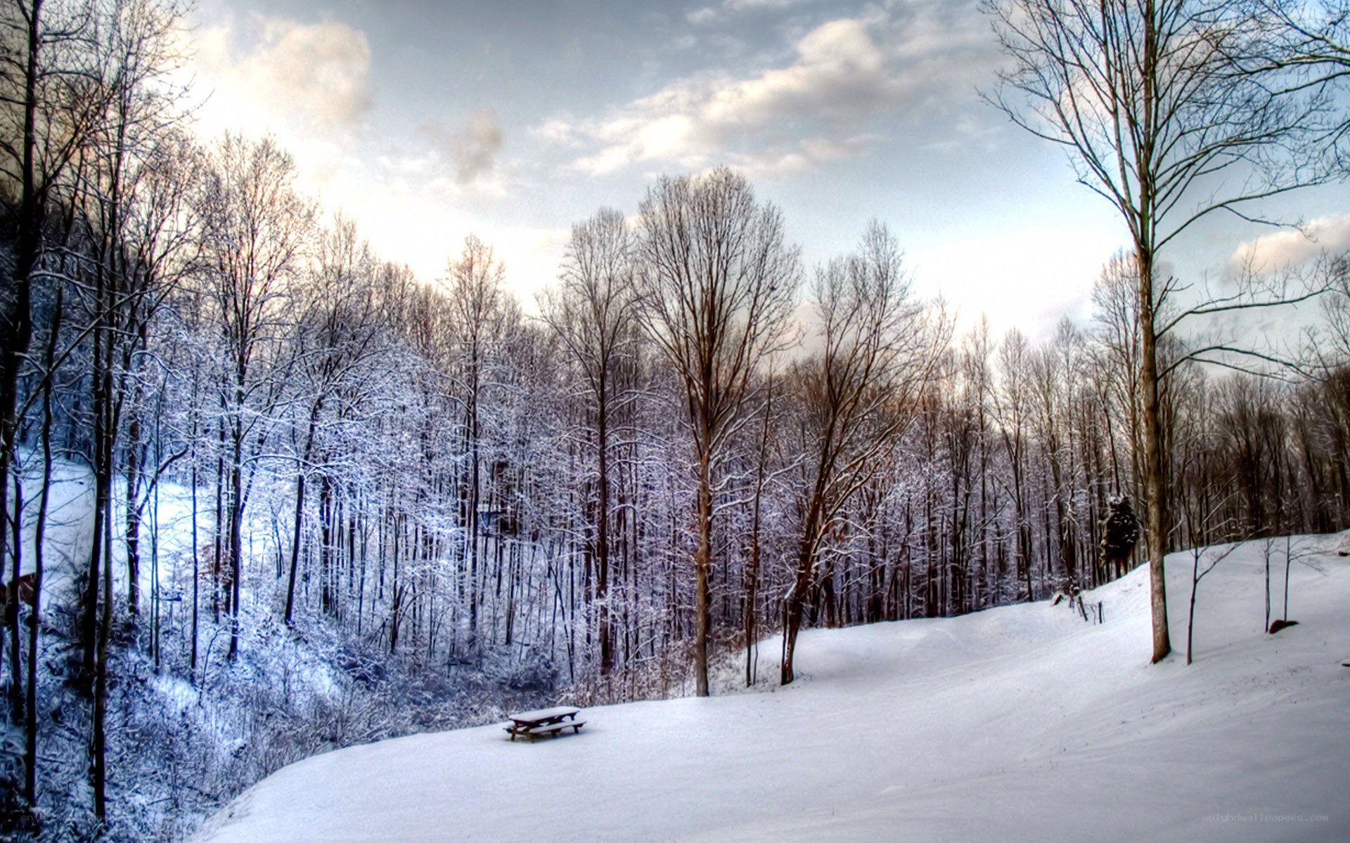 snowy forest with picnic table