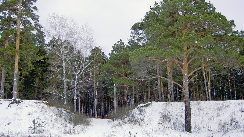 snowy forest with pine and birch trees