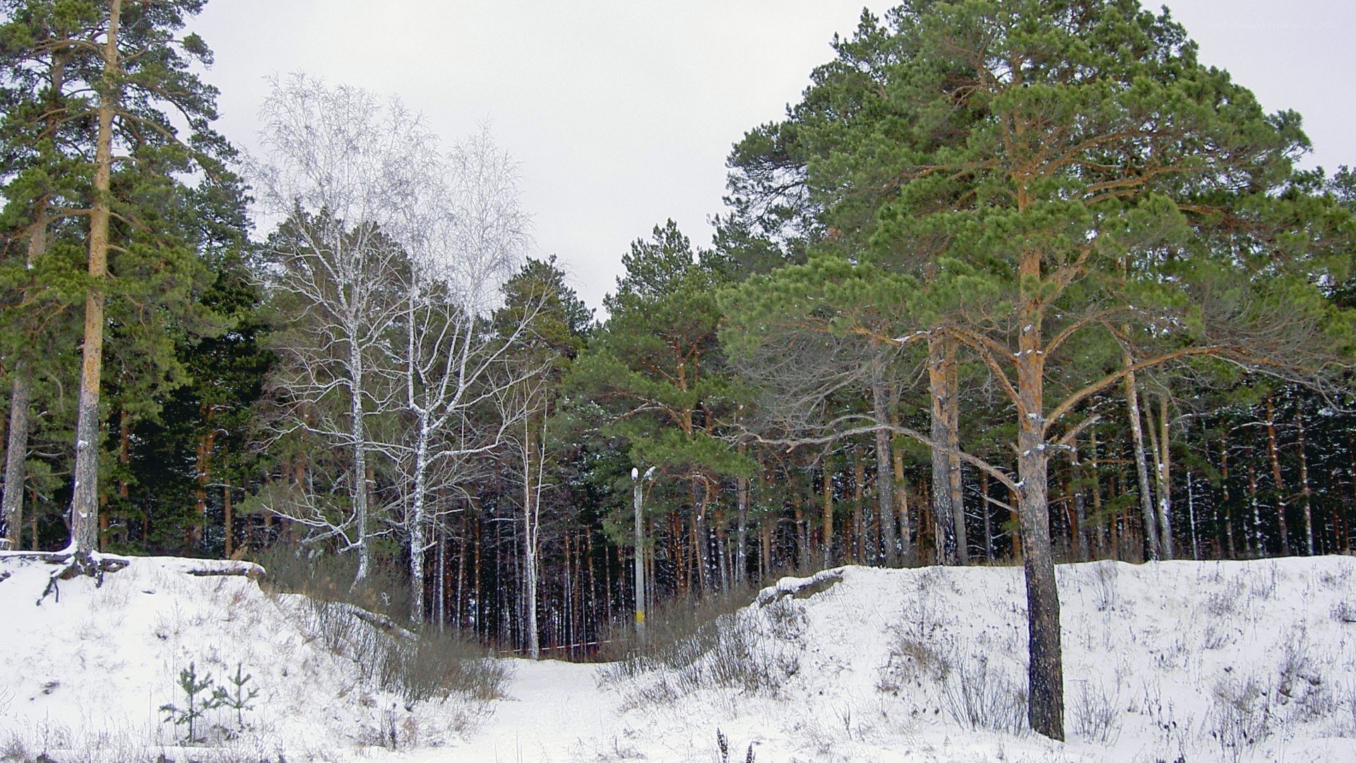 snowy forest with pine and birch trees
