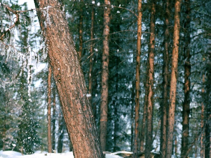 Snowy forest with pine trees