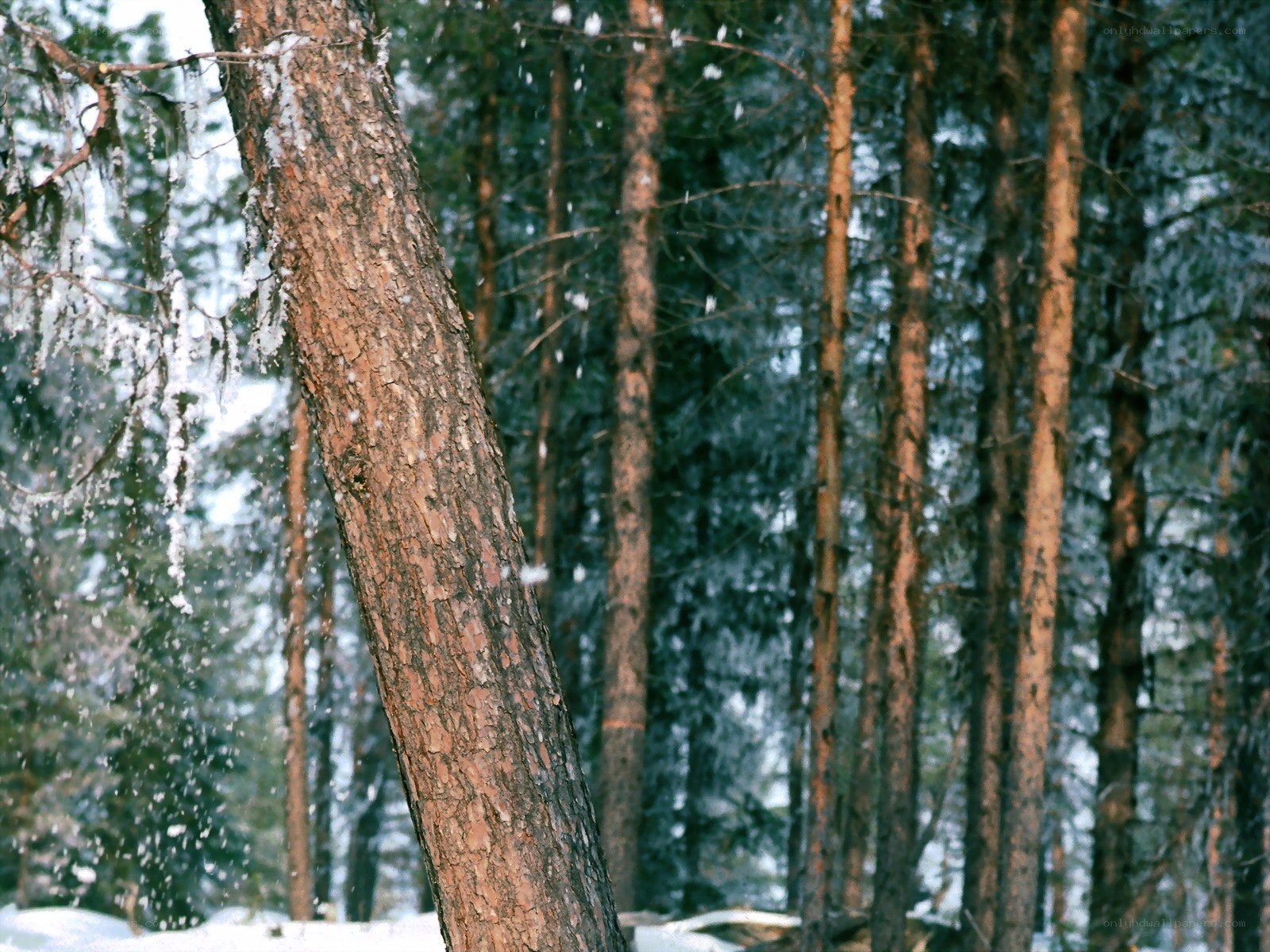 Snowy forest with pine trees