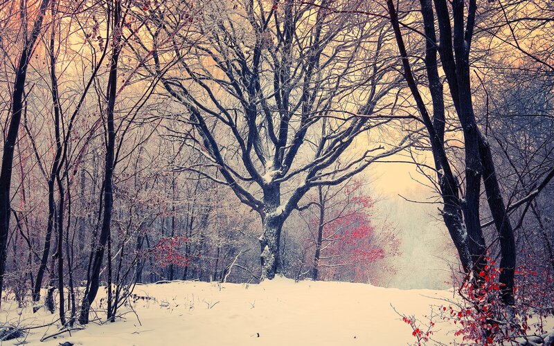 Snowy forest with red leaves