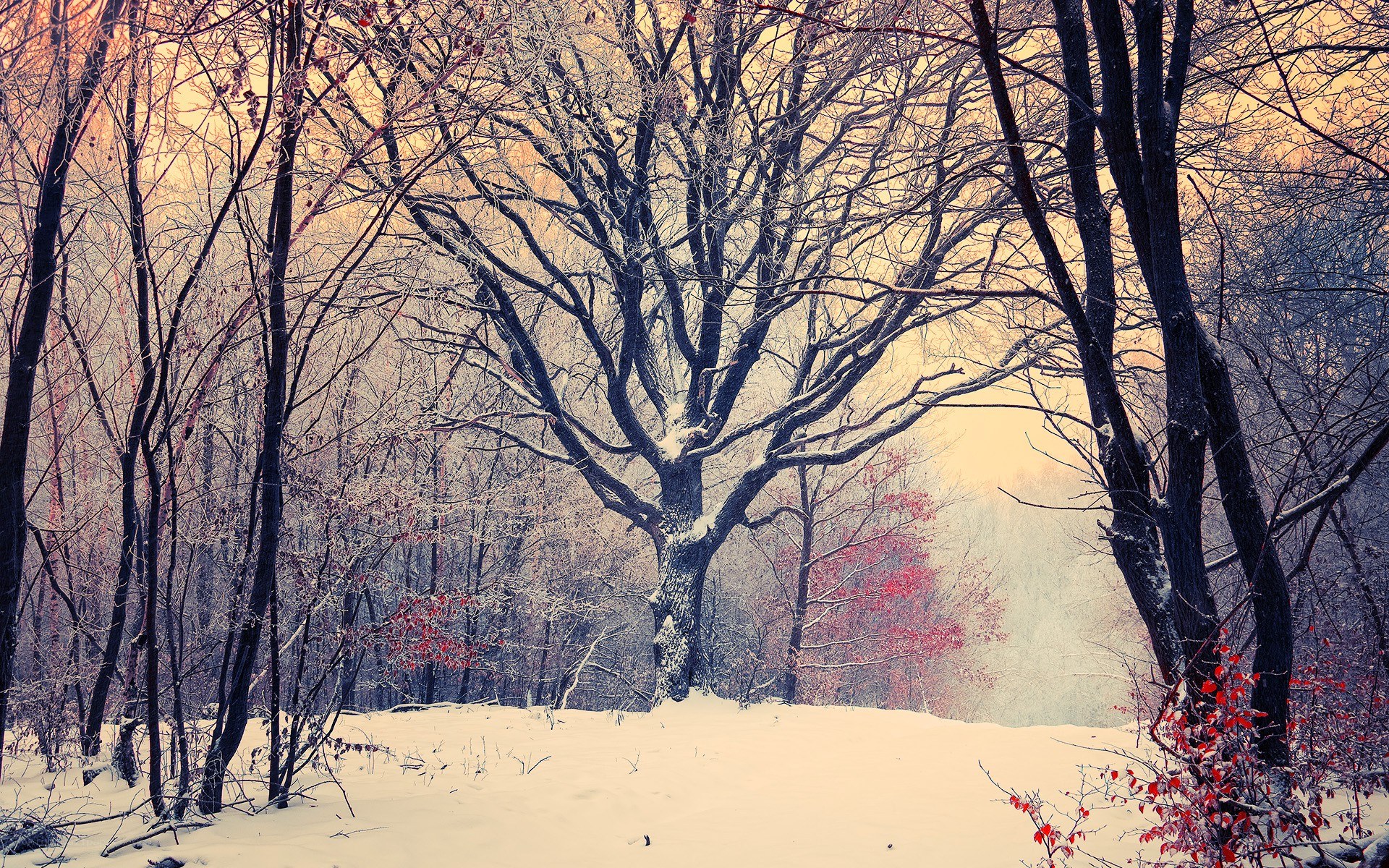 Snowy forest with red leaves