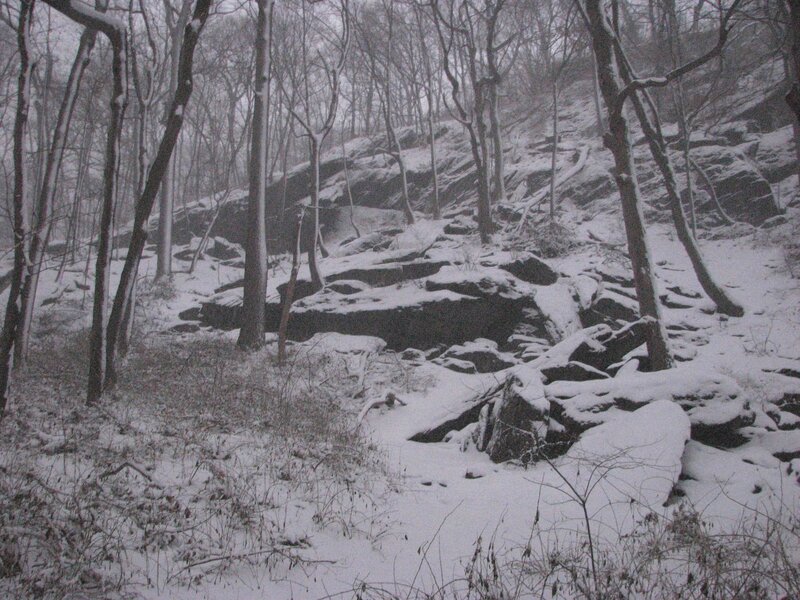 snowy forest with rocks