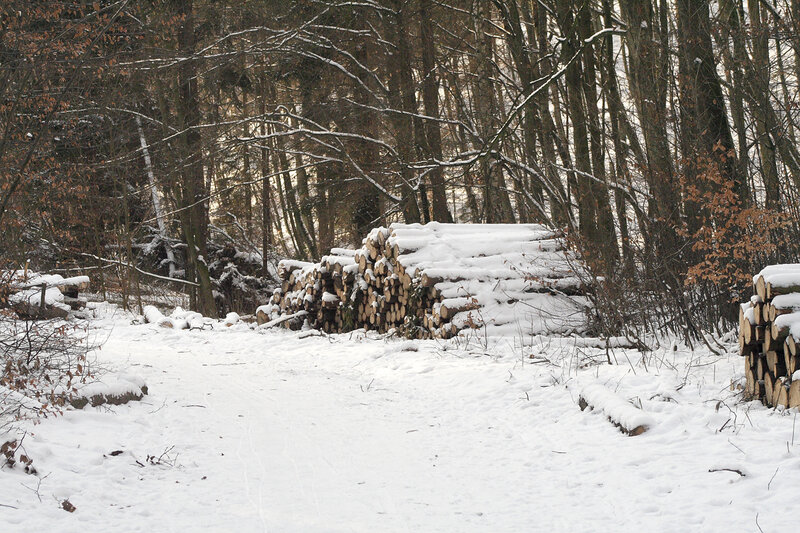 Snowy forest with stacked logs