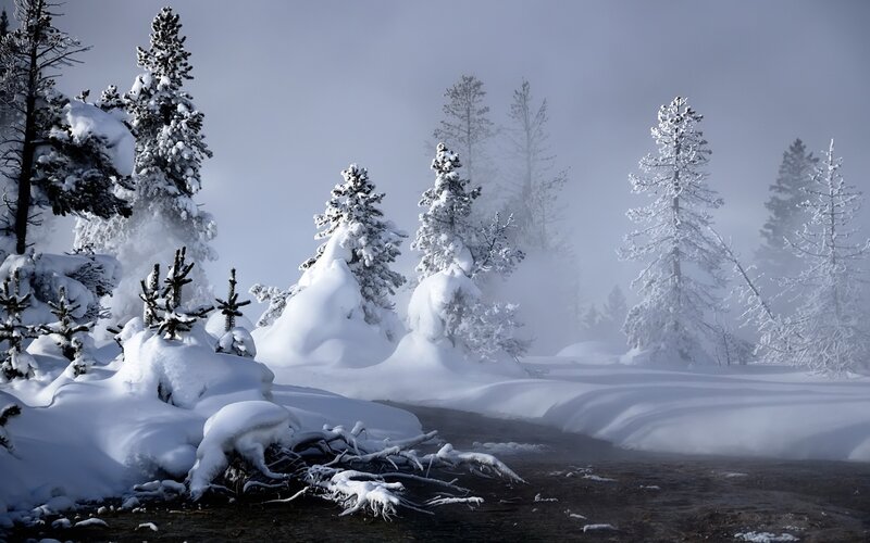 Snowy forest with steam
