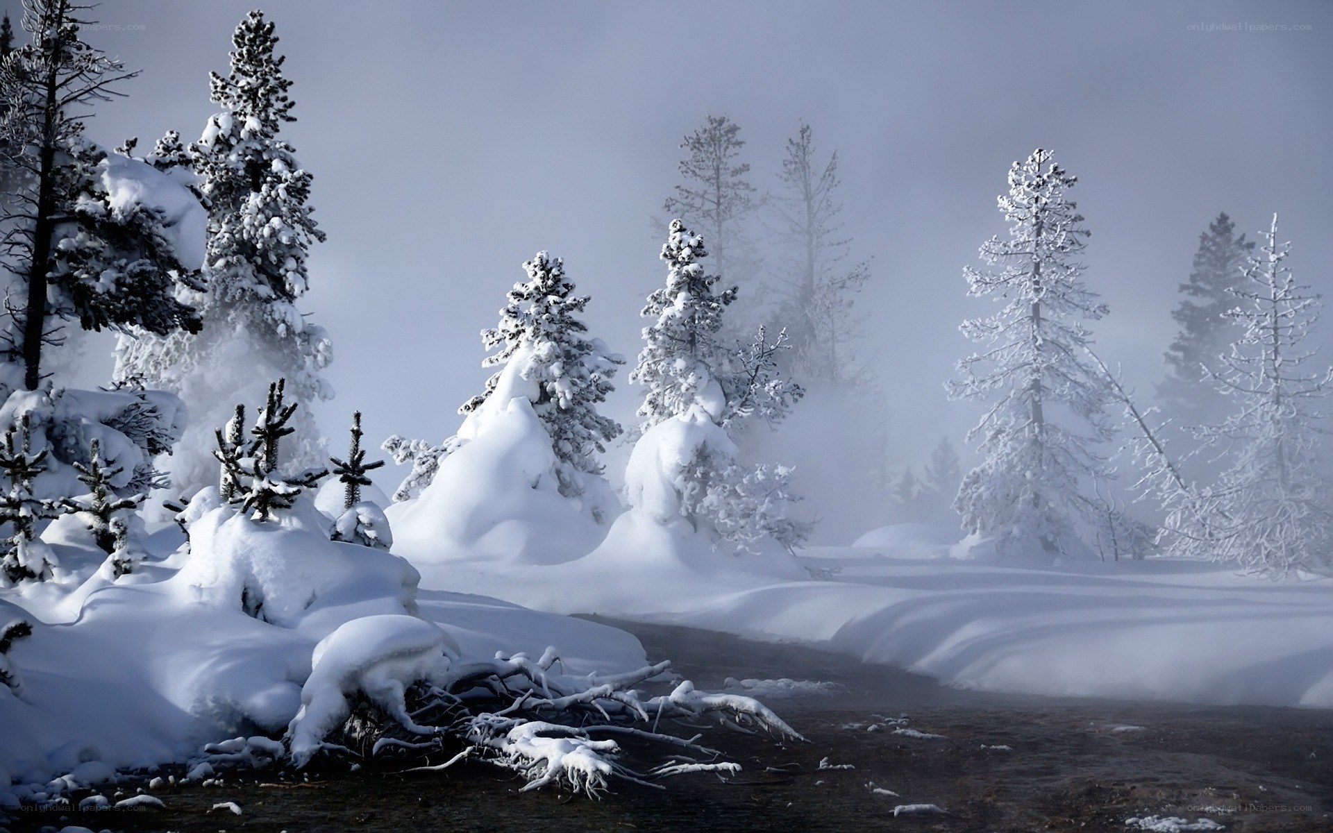 Snowy forest with steam