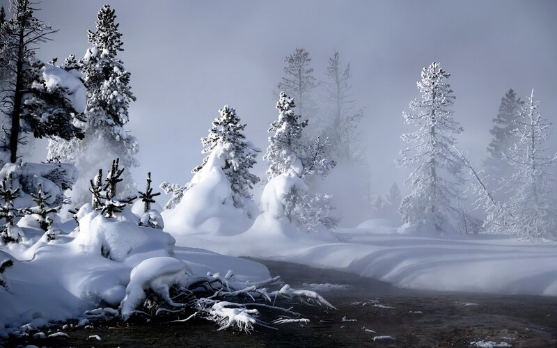 Snowy forest with steam