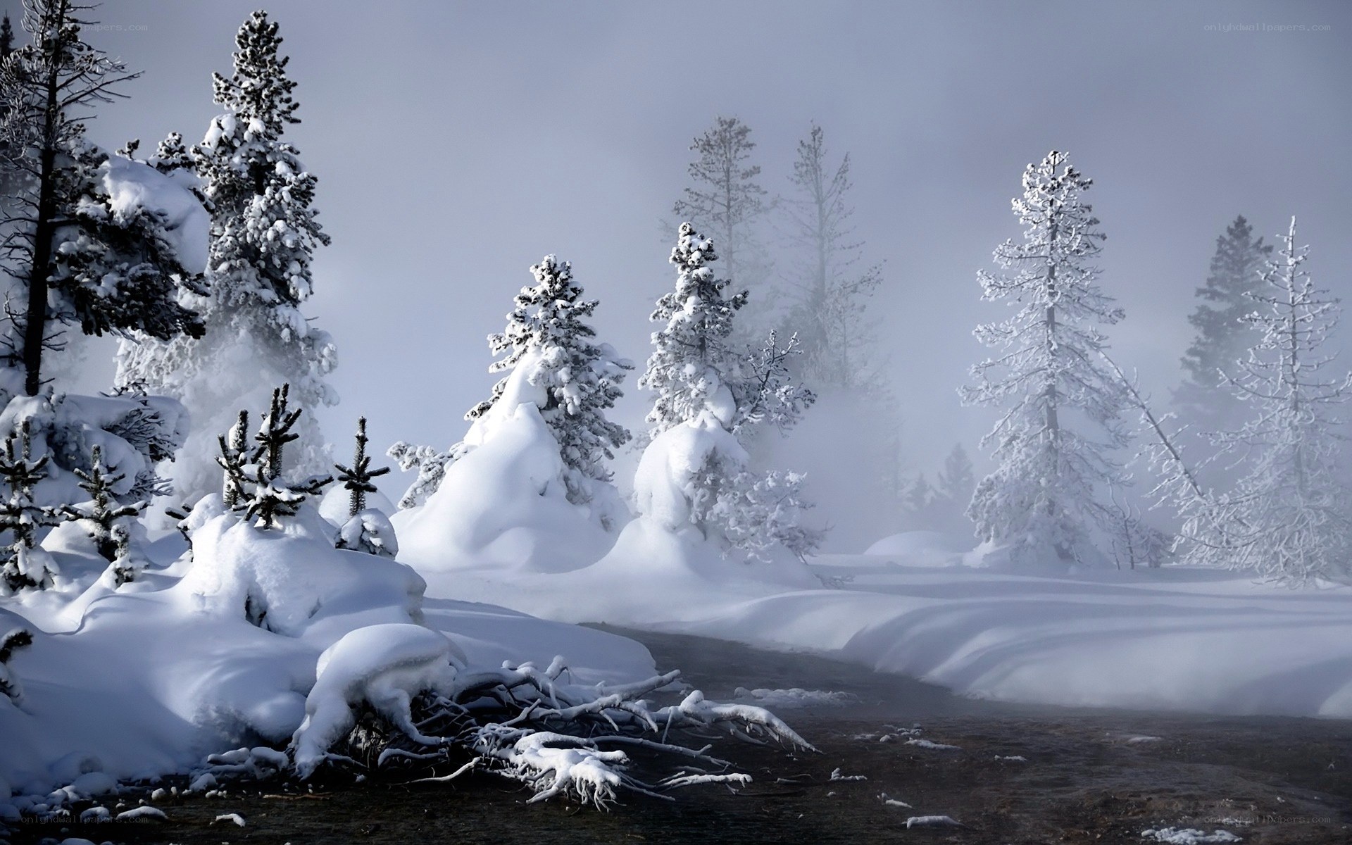 Snowy forest with steam