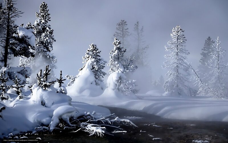 Snowy forest with steam