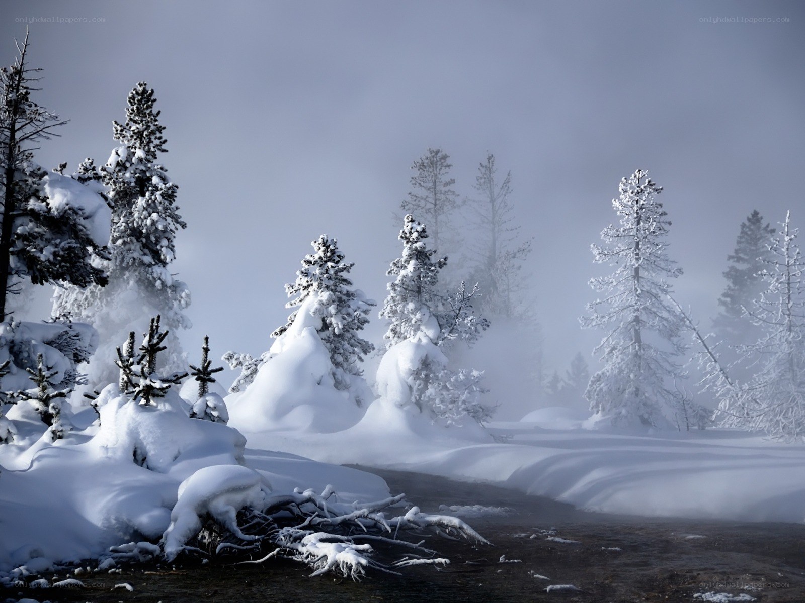 Snowy forest with steam