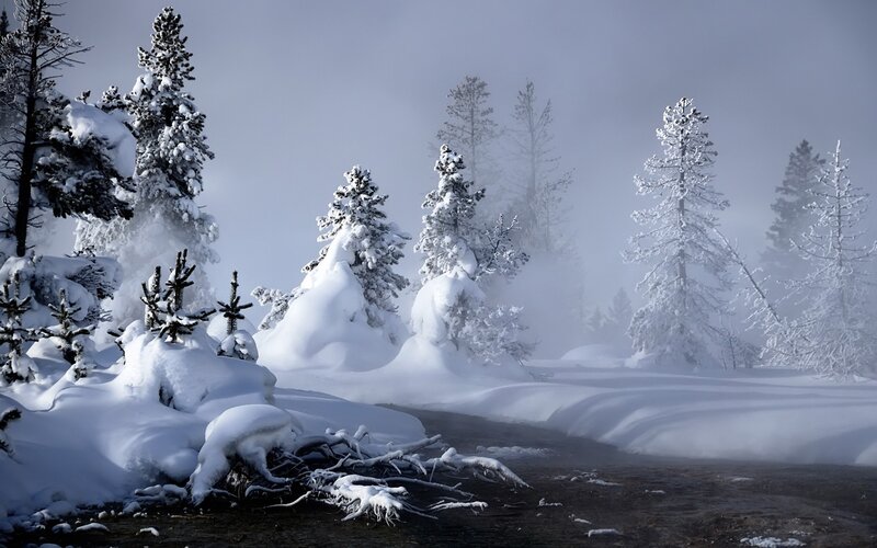 Snowy forest with steam