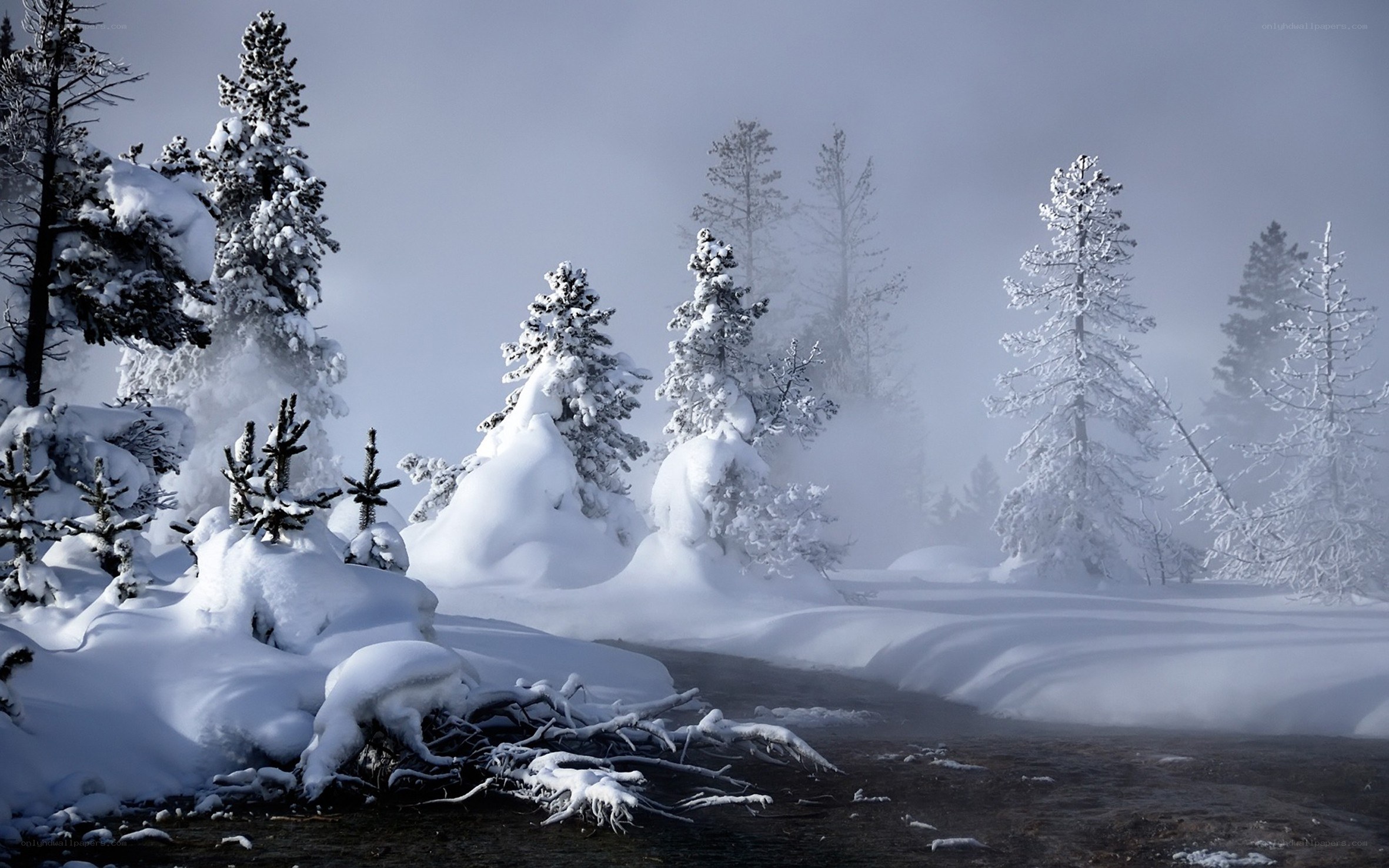 Snowy forest with steam