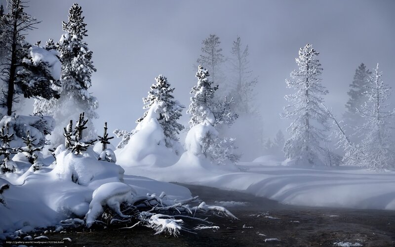 Snowy forest with steam