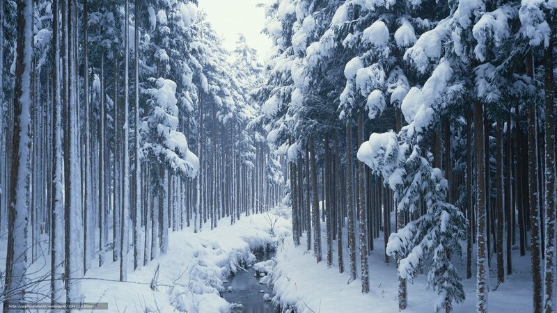 Snowy forest with stream