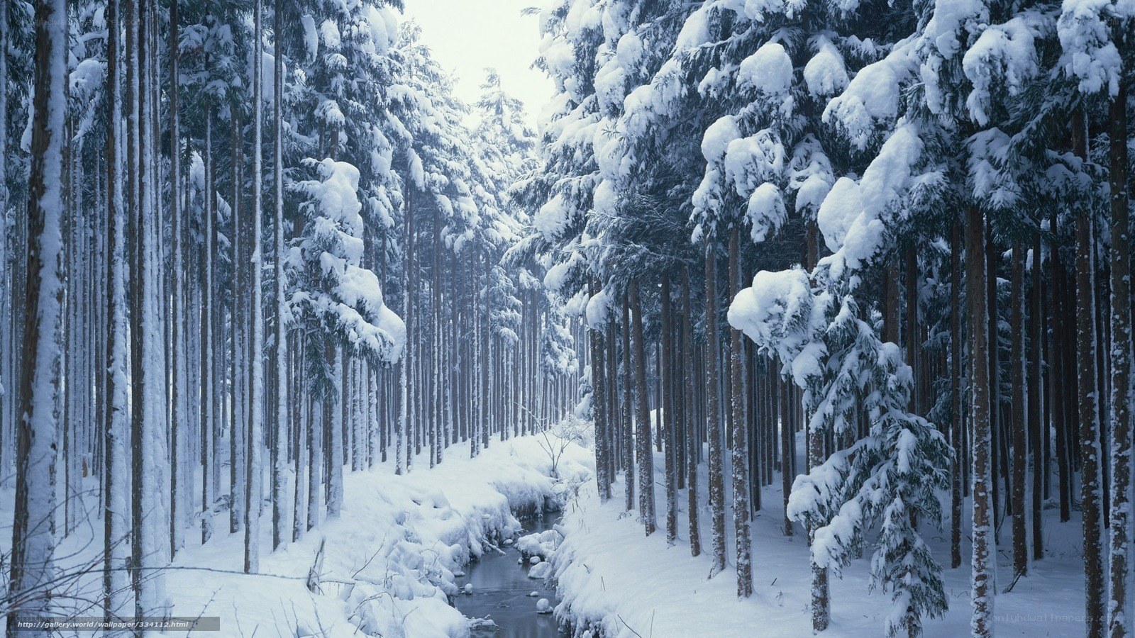 Snowy forest with stream