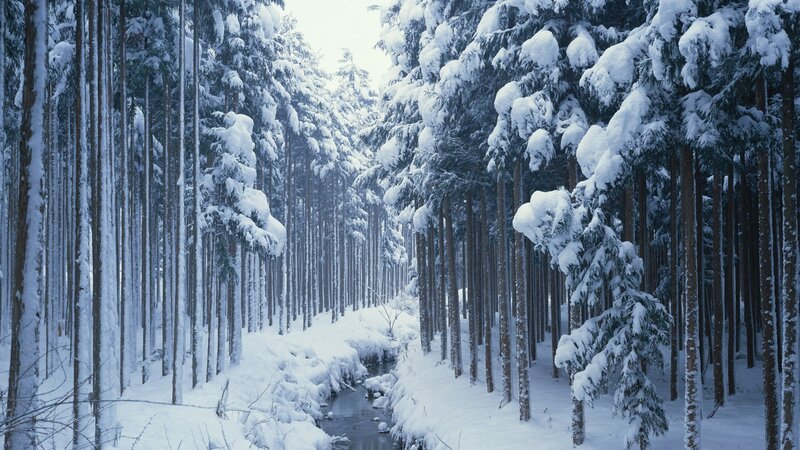 Snowy forest with stream