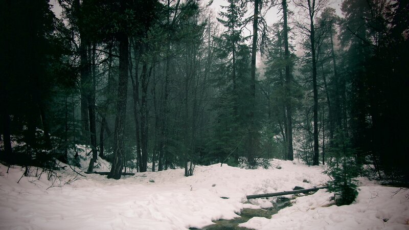 snowy forest with stream
