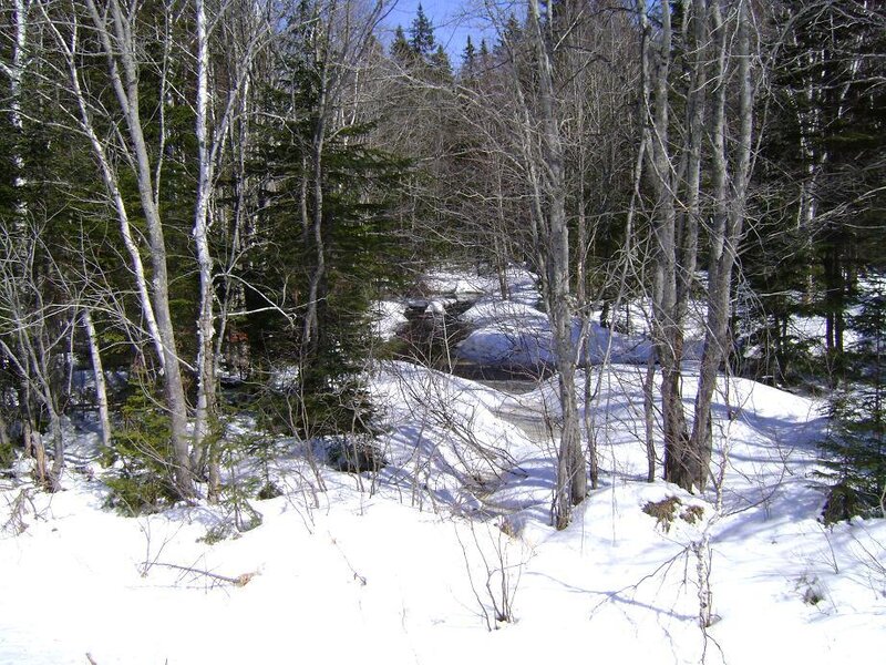 snowy forest with stream