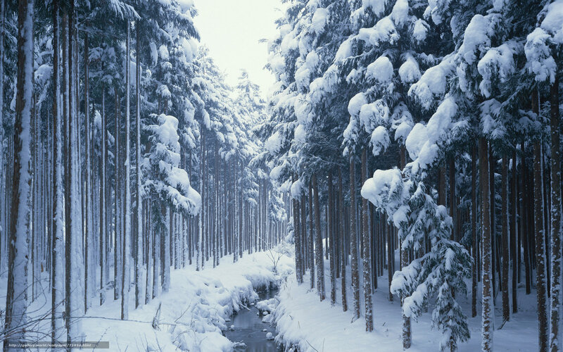 Snowy forest with stream