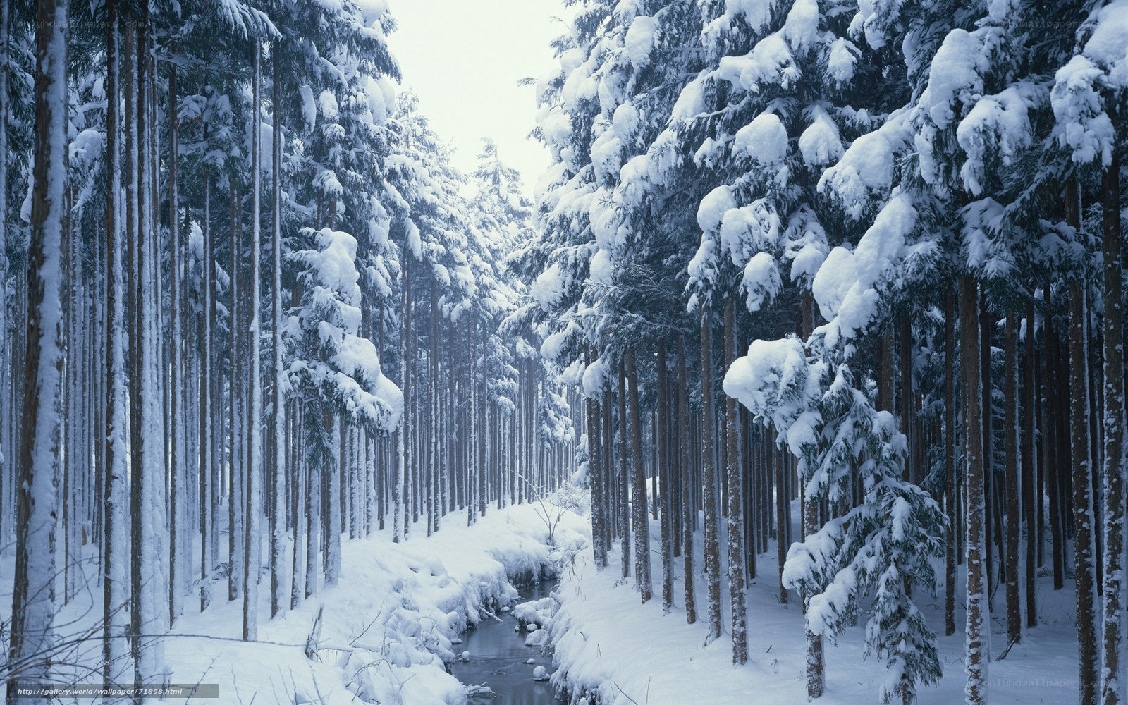Snowy forest with stream