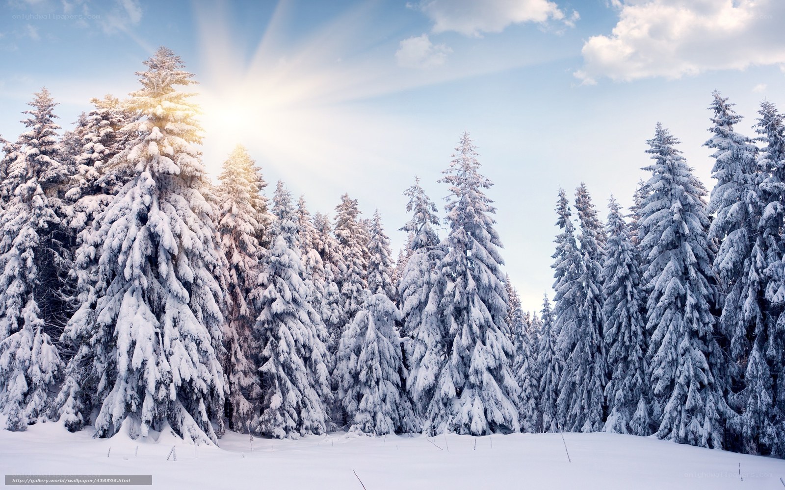 Snowy forest with sun rays