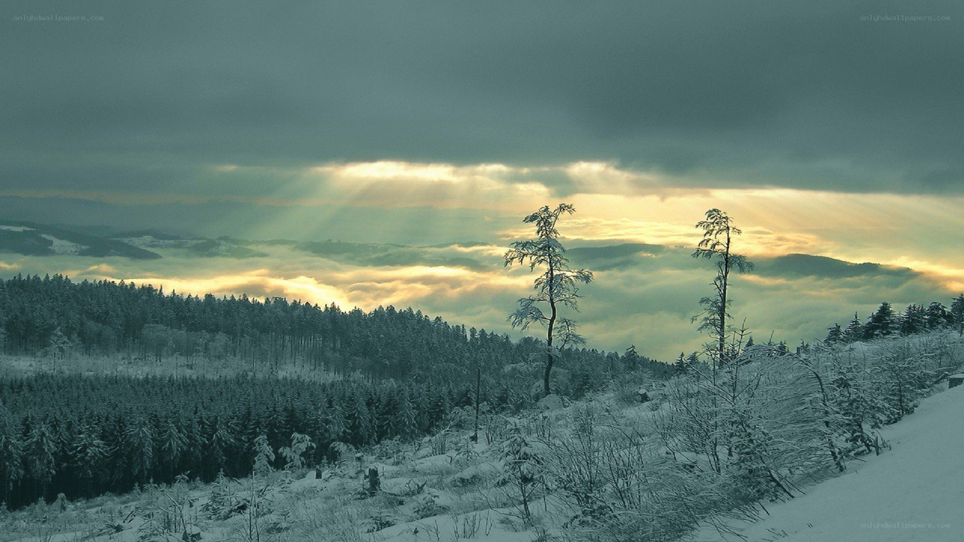 Snowy forest with sunbeams