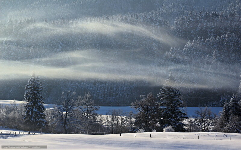 Snowy forest with sunbeams