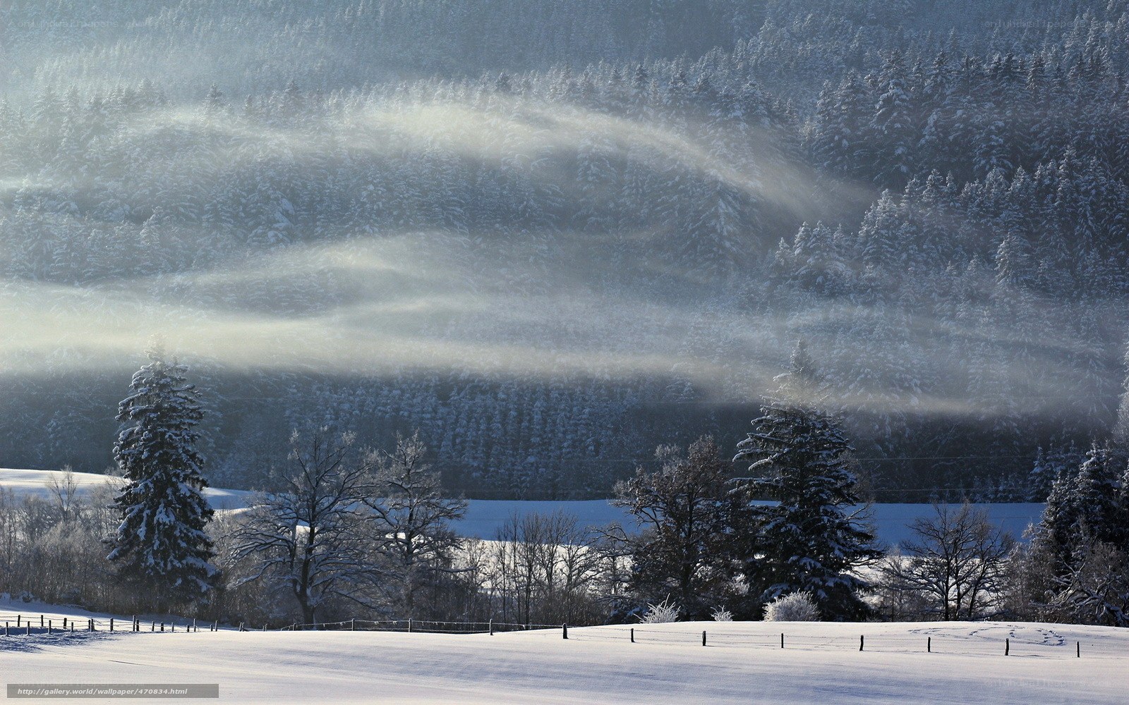 Snowy forest with sunbeams
