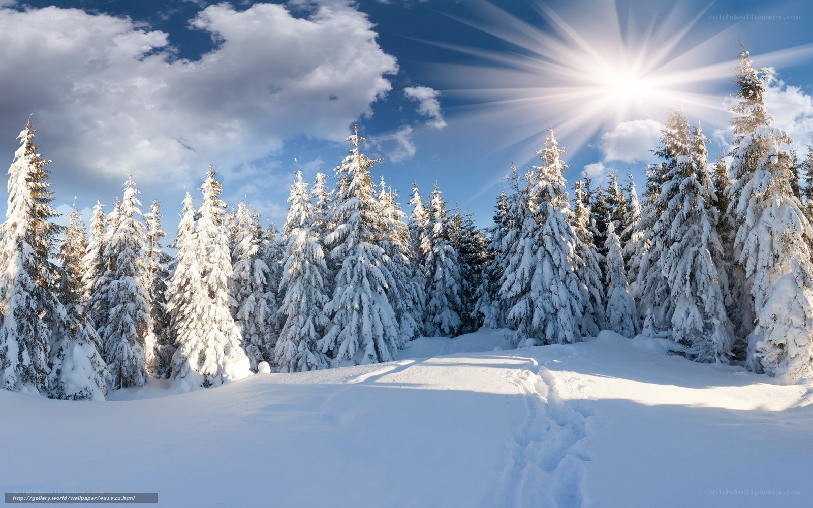 Snowy forest with sunburst