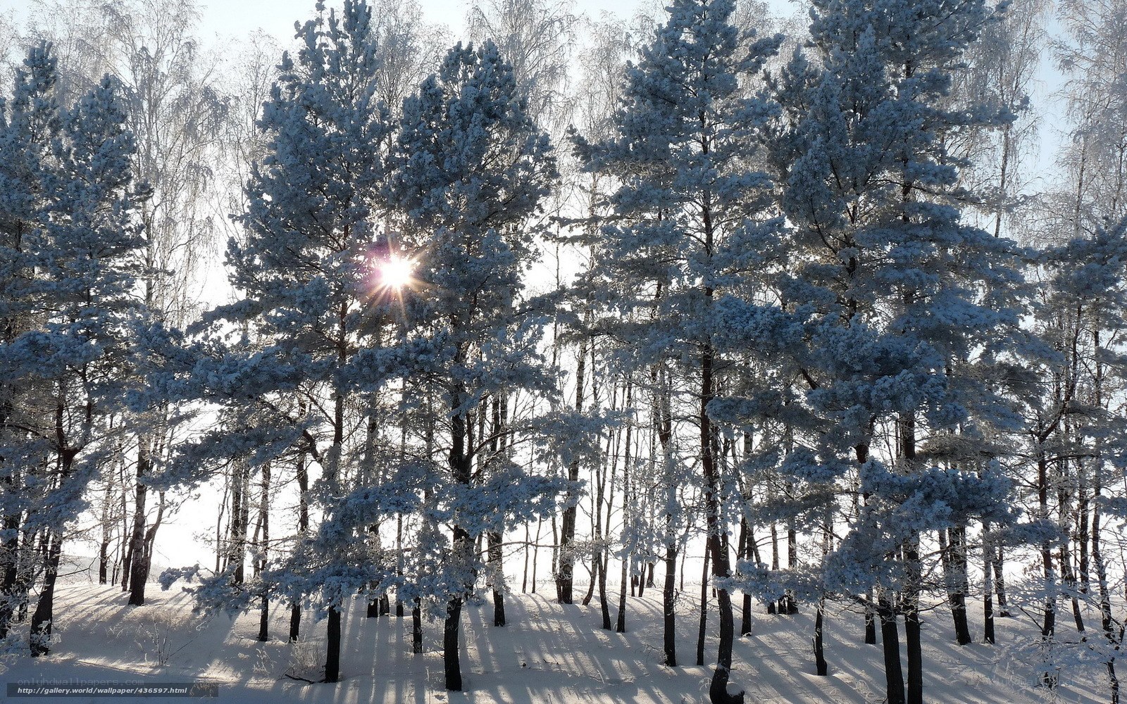 Snowy forest with sunburst