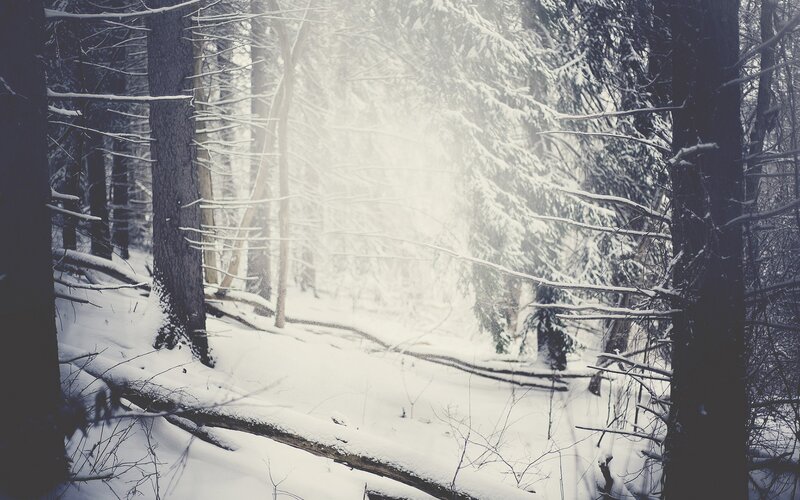snowy forest with sunlight