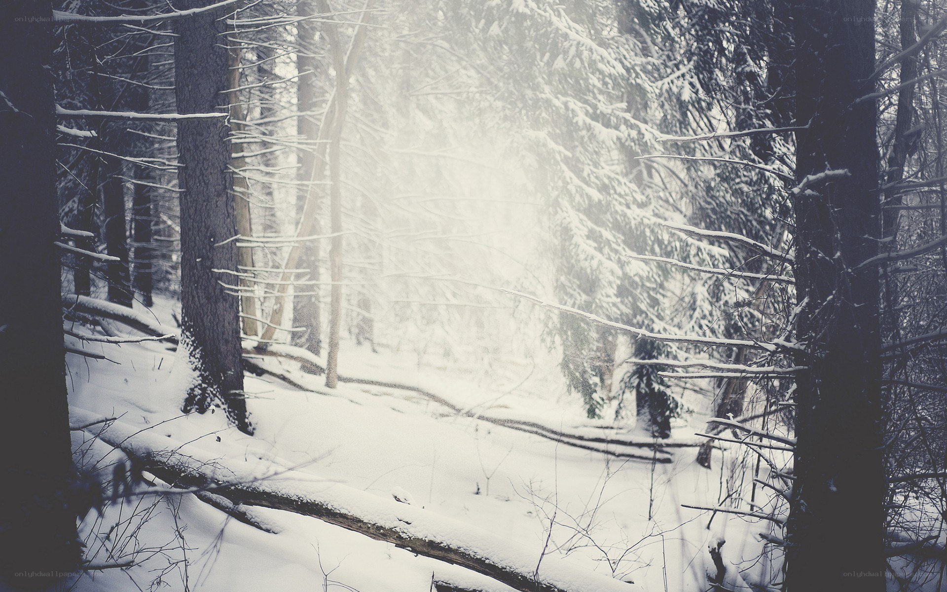 snowy forest with sunlight