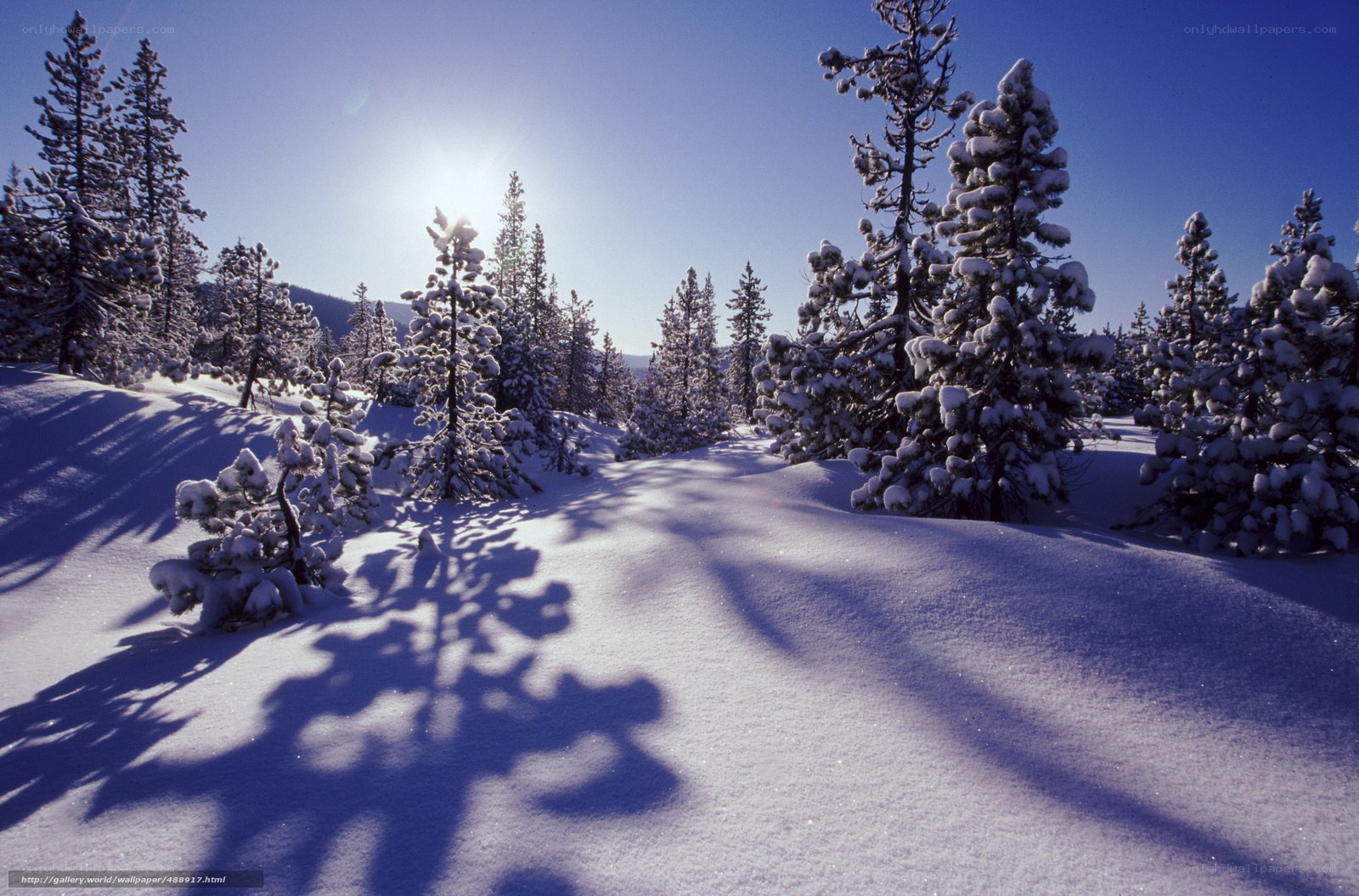 Snowy forest with sunlit trees