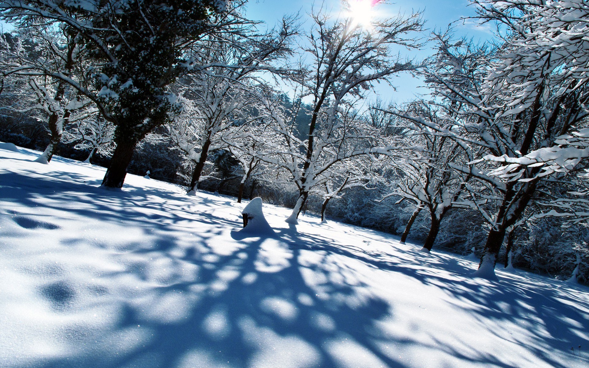 Snowy forest with sunlit trees