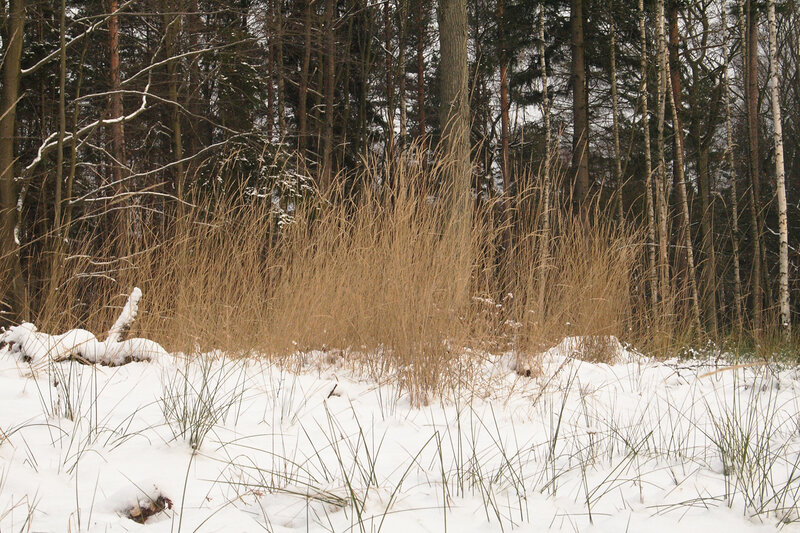 Snowy forest with tall grass