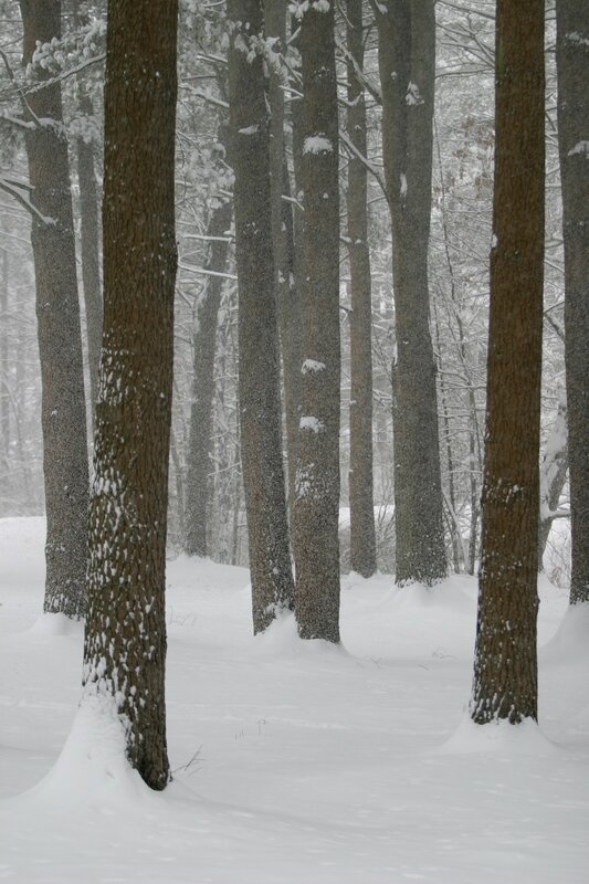 Snowy forest with tall trees