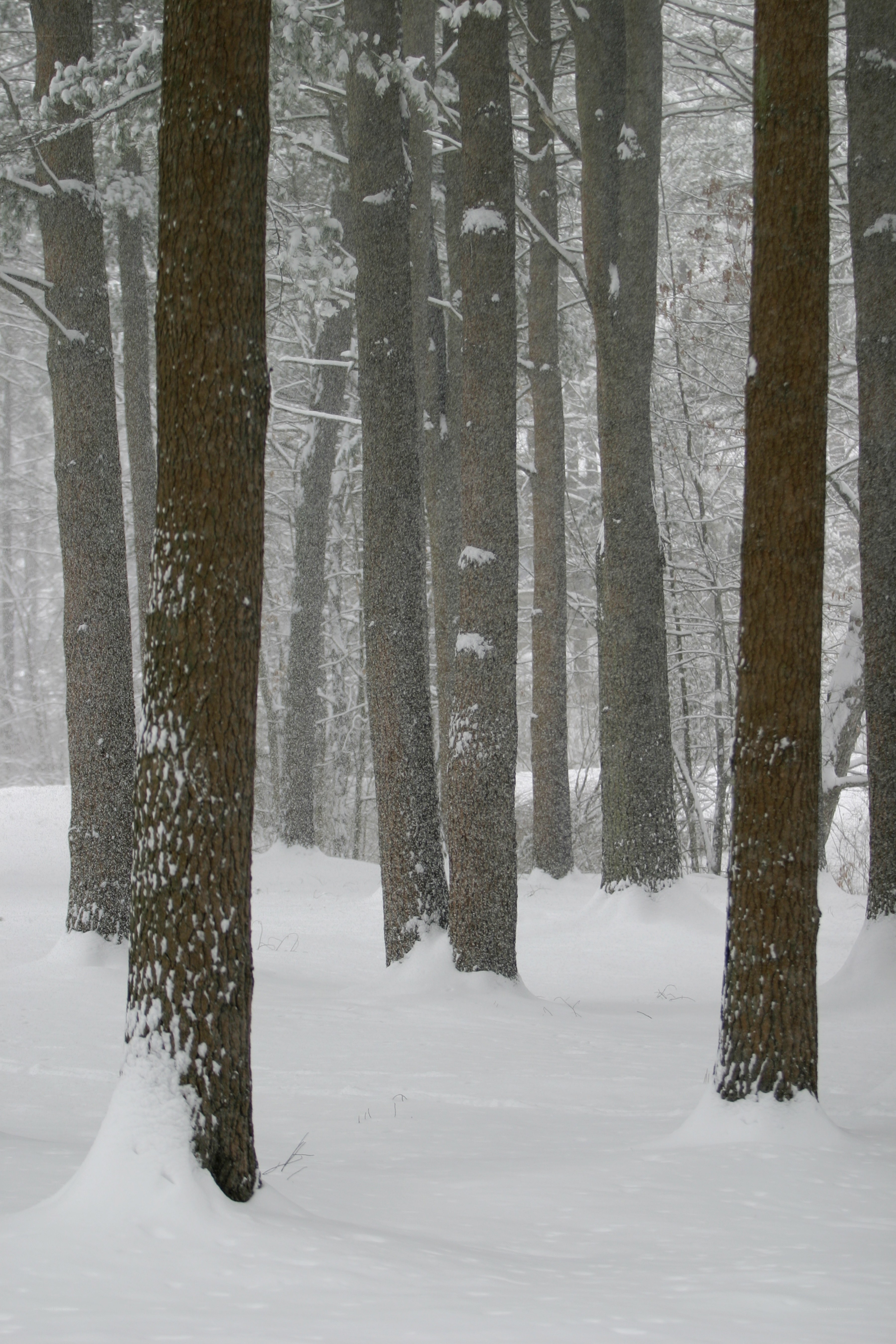 Snowy forest with tall trees