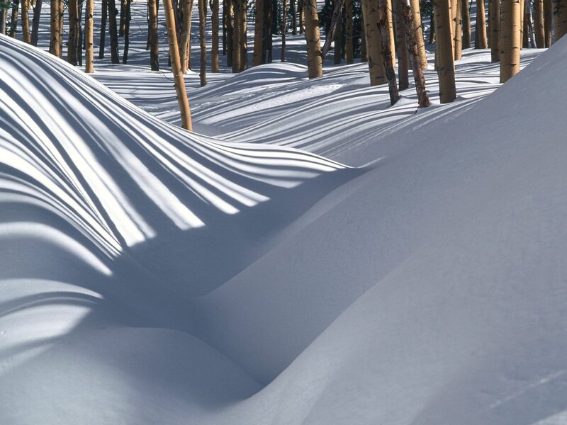 Snowy forest with tree shadows