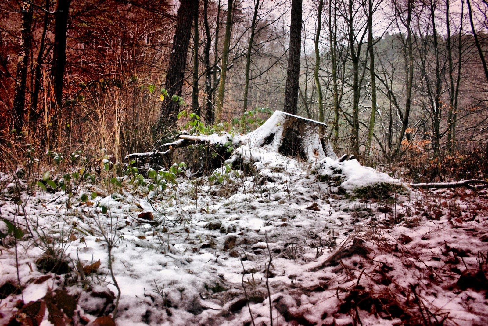 Snowy forest with tree stump