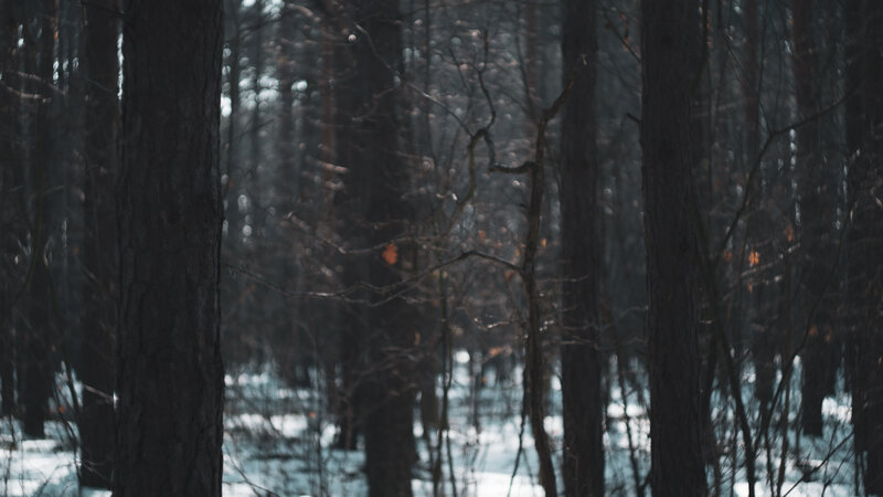 Snowy Forest with Trees — Black, Somber