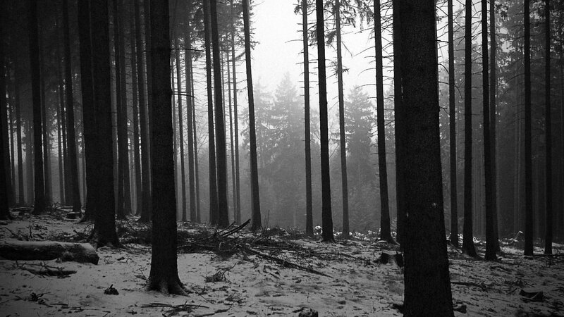 Snowy Forest with Trees — Black