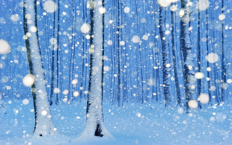 Snowy Forest with Trees — Blue, Serene