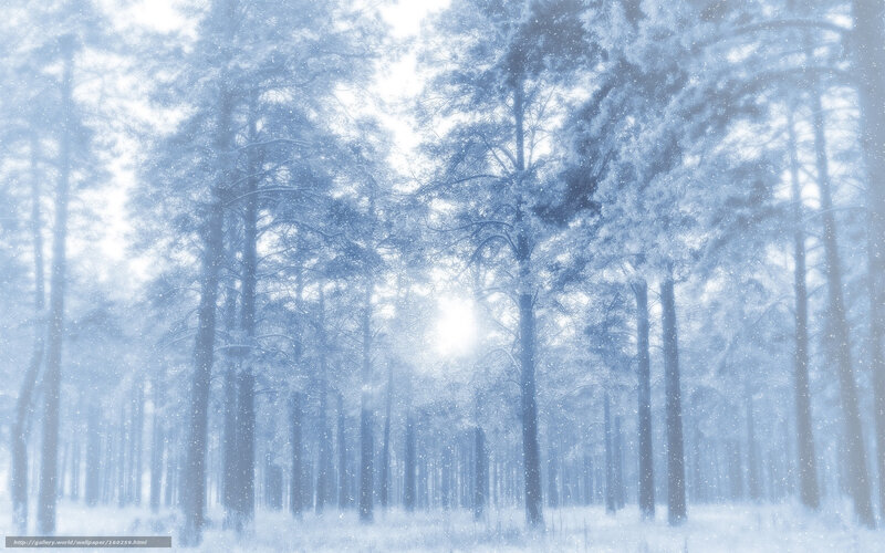 Snowy Forest with Trees — Blue