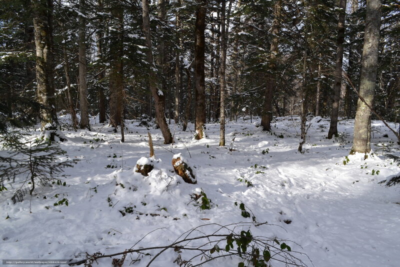 snowy forest with trees