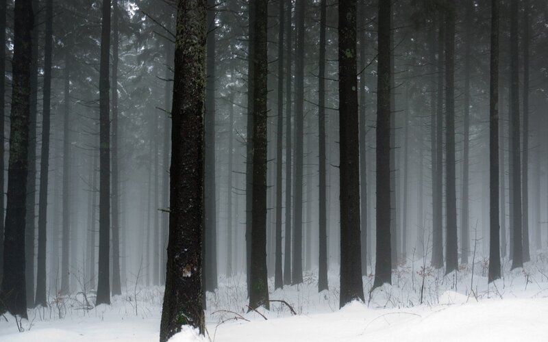 Snowy Forest with Trees — White