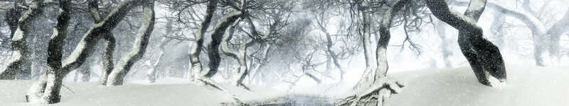 snowy forest with twisted trees