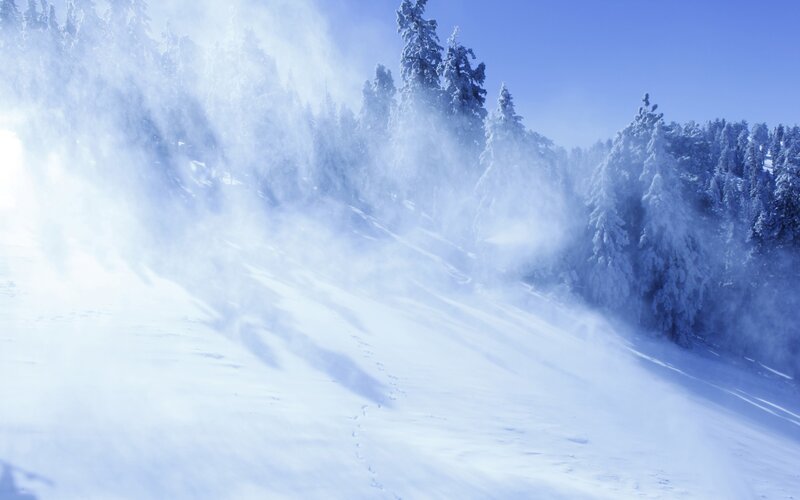 Snowy forest with wind